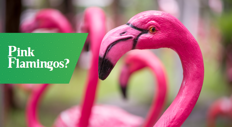 solivita-pink-flamingos