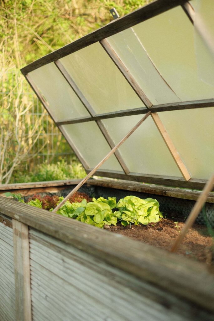 Fresh lettuce growing in a raised wooden garden bed